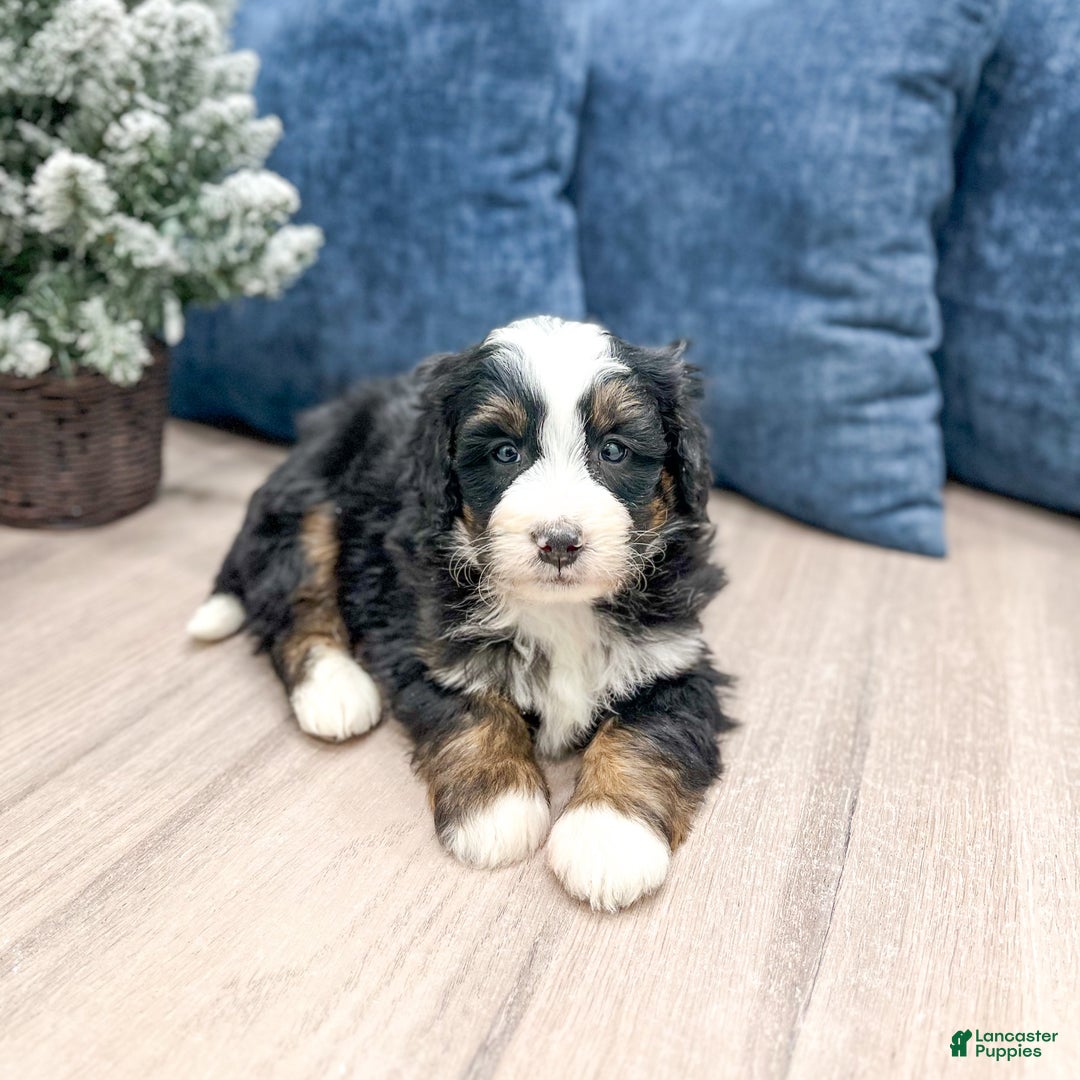 Mini Bernedoodle dogs for sale: Banjo - Ad 6