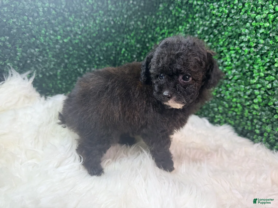 Toy Poodle dogs for sale: Inferno - Ad 2