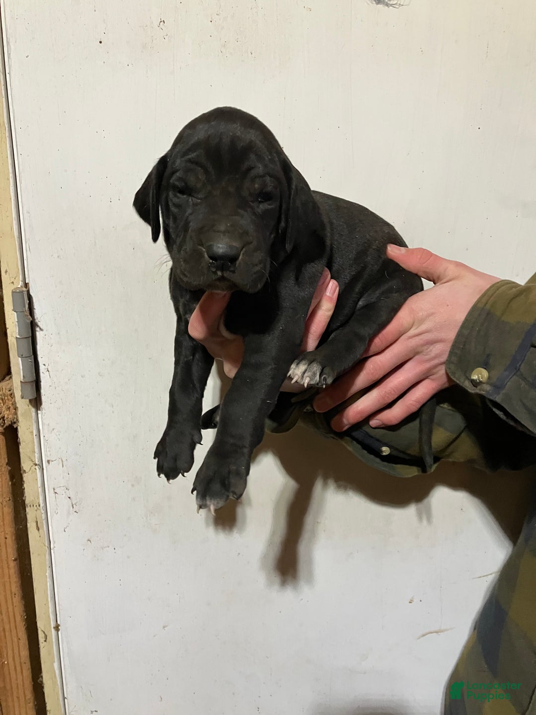 Great Dane dogs for sale: Lily - Ad 1