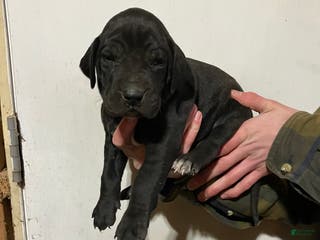 Great Dane dogs Lily - Ad 5