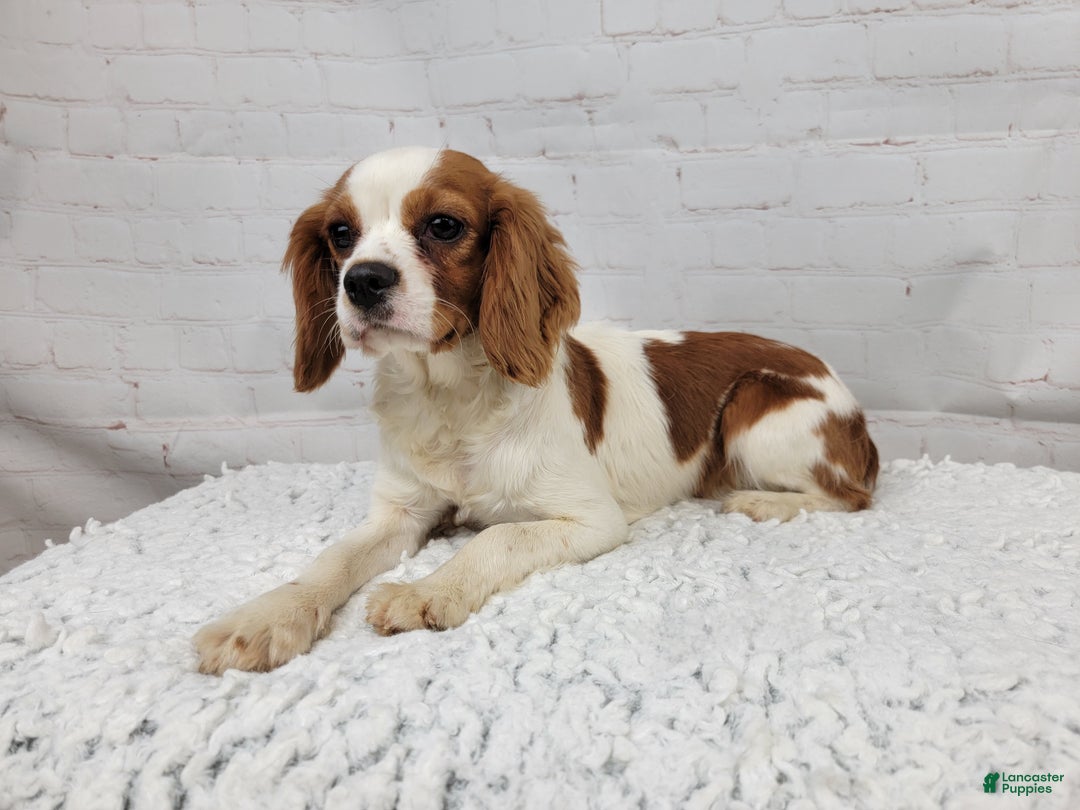 Cavapoo dogs for sale: Ziti - Ad 11