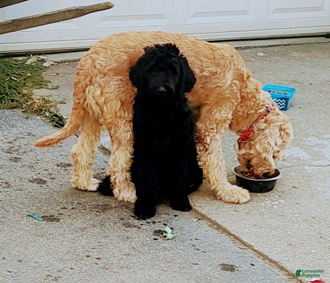 Gallery Image {{count}}