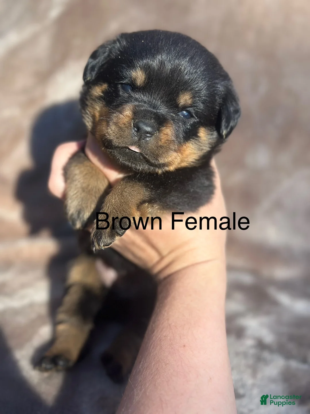 Rottweiler dogs for sale: Female  - Ad 1