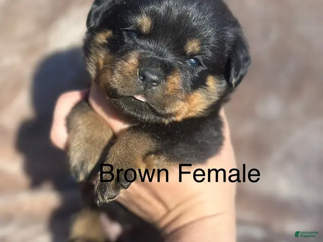 Rottweiler dogs Female - Ad 1