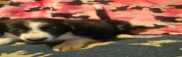 Border Collie dogs for sale: Noddy - Ad 4