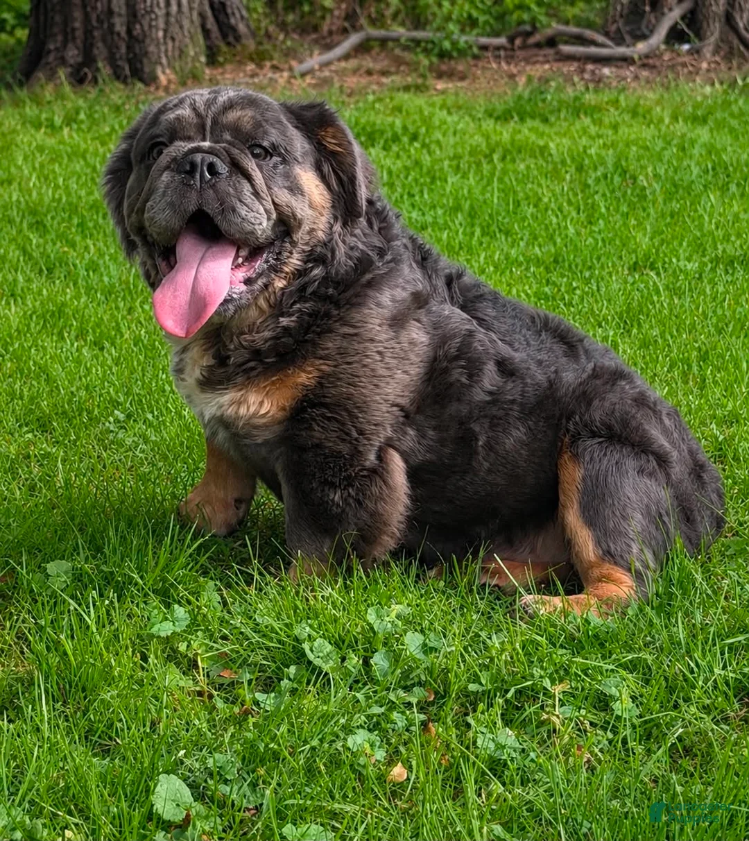 English Bulldog dogs for sale: Margo - Ad 2