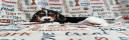 Beagle dogs for sale: Waylon - Ad 2