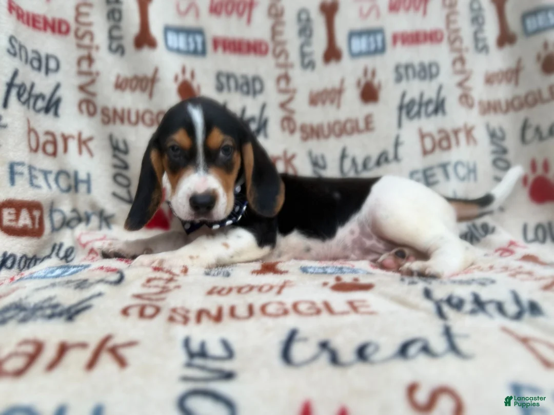 Beagle dogs for sale: Waylon - Ad 2