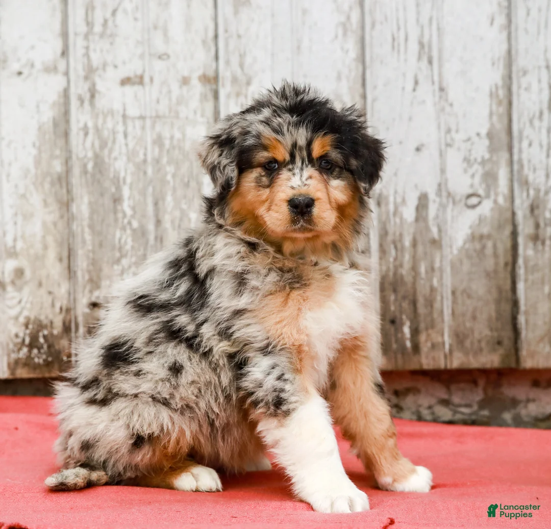 Australian Shepherd dogs for sale: Jake - Ad 2