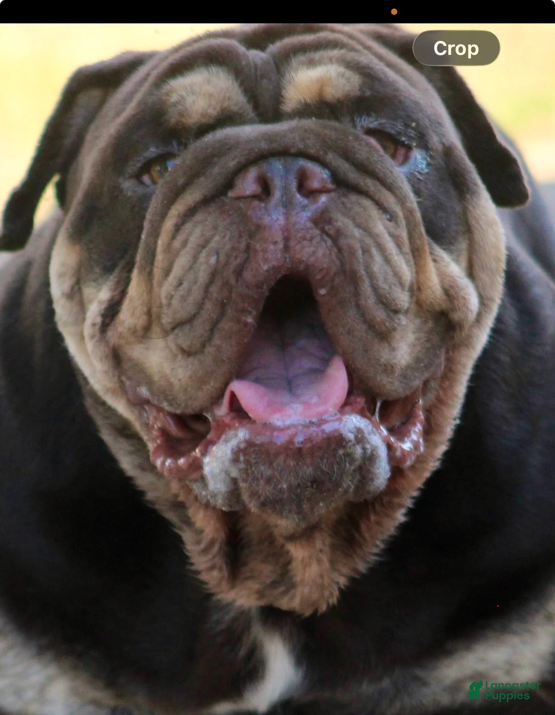 Gallery Image {{count}}