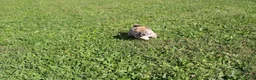 Shiba Inu dogs for sale: Mittens - Ad 9