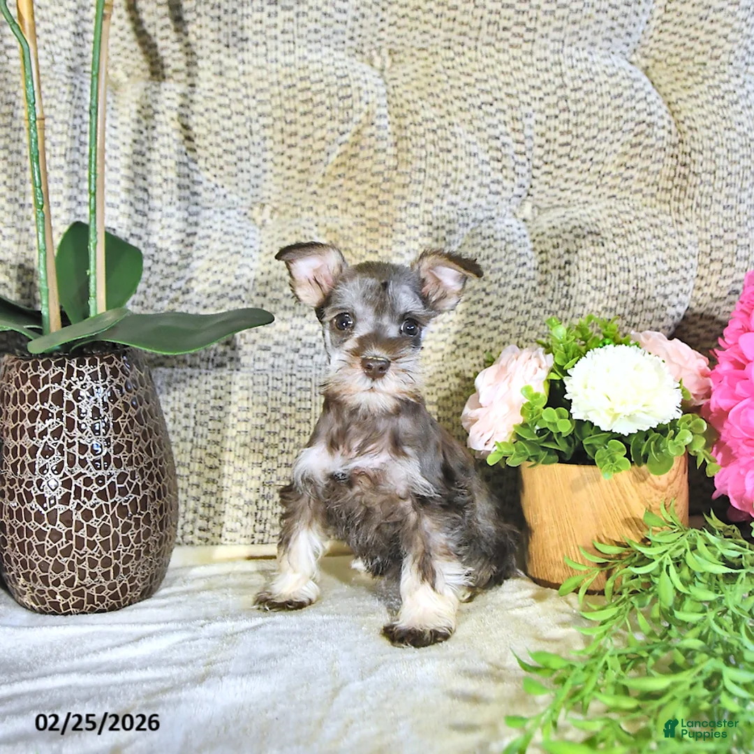 Miniature Schnauzer dogs for sale: Kiki - Ad 4