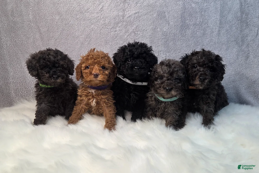 Miniature Poodle dogs for sale: Chisel  - Ad 7