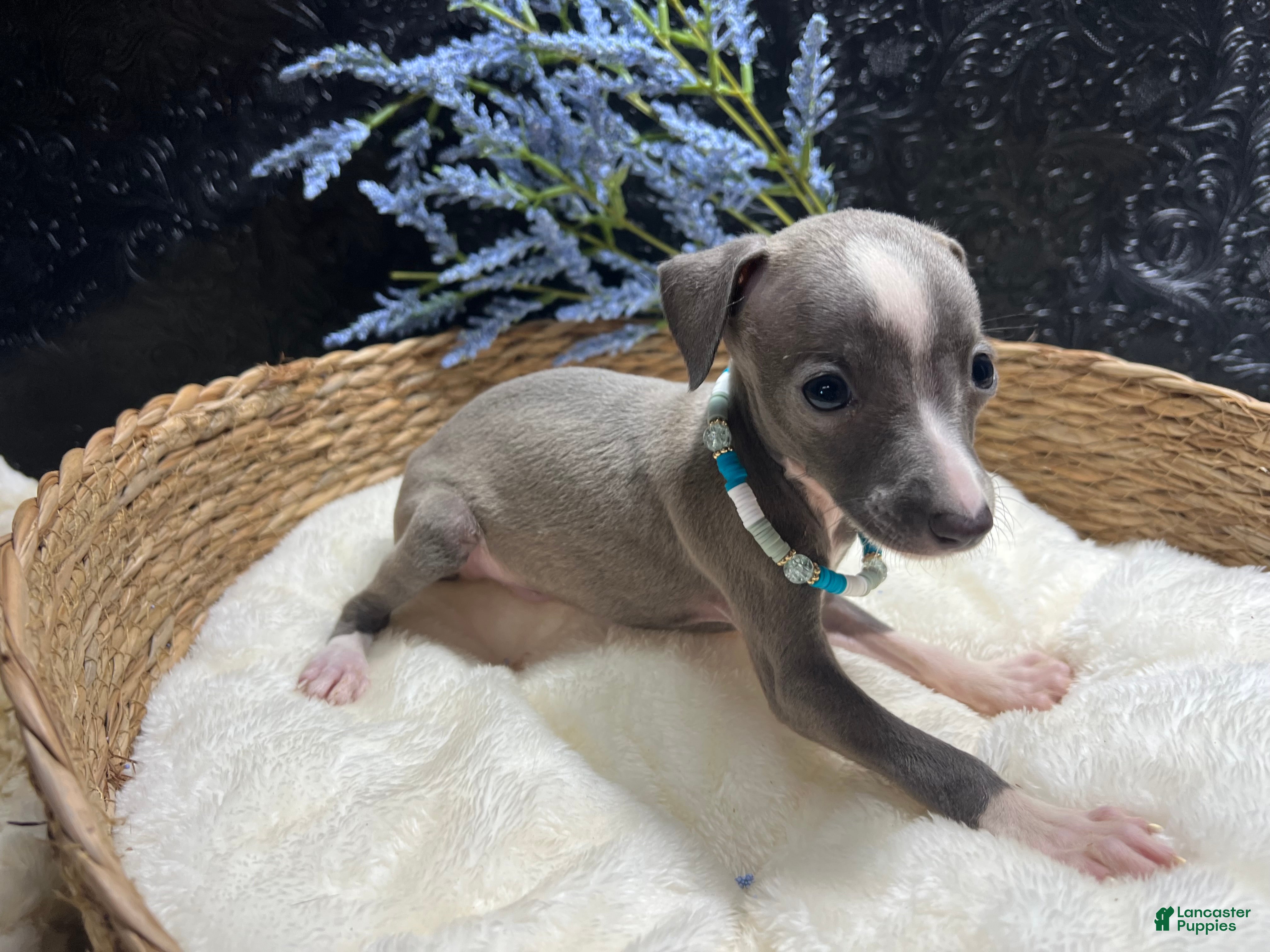 Italian Greyhound dogs Italian Greyhound 2 - Ad 2