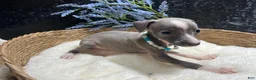 Italian Greyhound dogs for sale: Italian Greyhound 2 - Ad 2