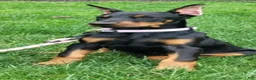 Doberman Pinscher dogs for sale:  Sofia - Ad 4