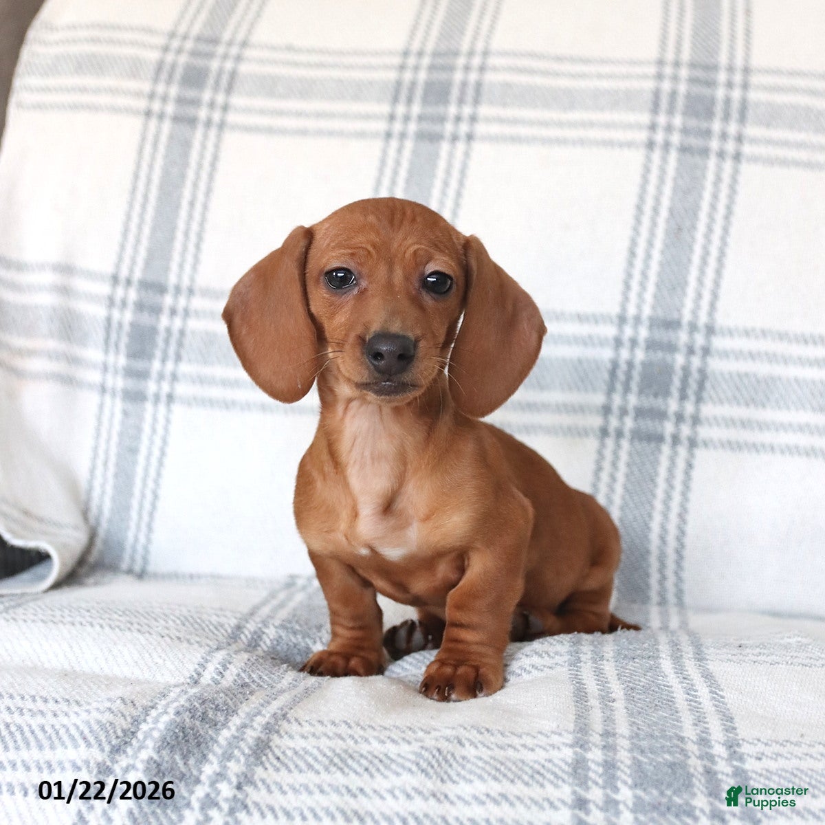 Dachshund dogs Chili - Ad 1