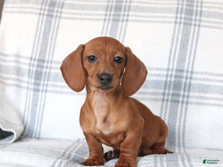 Dachshund dogs Chili - Ad 1