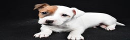 Jack Russell Terrier dogs for sale: Rover - Ad 1