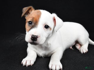 Jack Russell Terrier dogs Rover - Ad 6