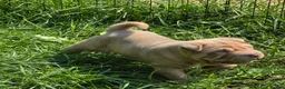 Shar Pei dogs for sale: Larry  - Ad 7
