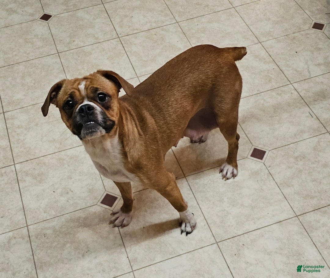 Mixed Breed dogs for sale: Blue Twist - Ad 9