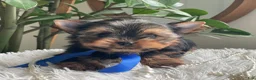 Yorkshire Terrier dogs for sale: Tucker - Ad 12