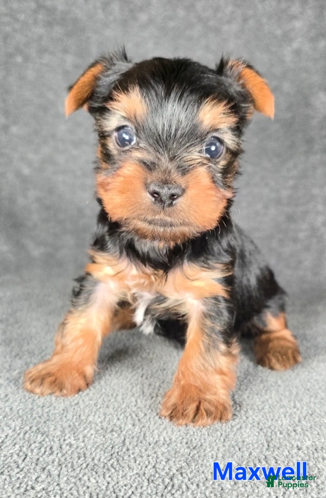 Yorkshire Terrier dogs for sale: Maxwell - Ad 18