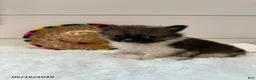 Pomeranian dogs for sale: Rocky Xtra Small - Ad 4