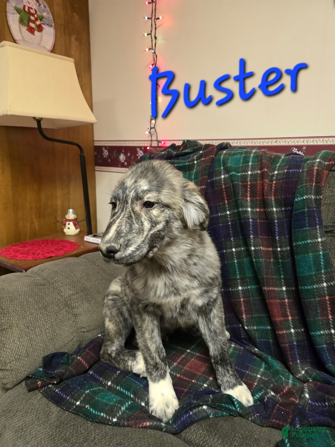 Mixed Breed dogs for sale: 🎅 Buster - Ad 1