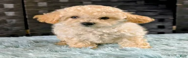 Mondo