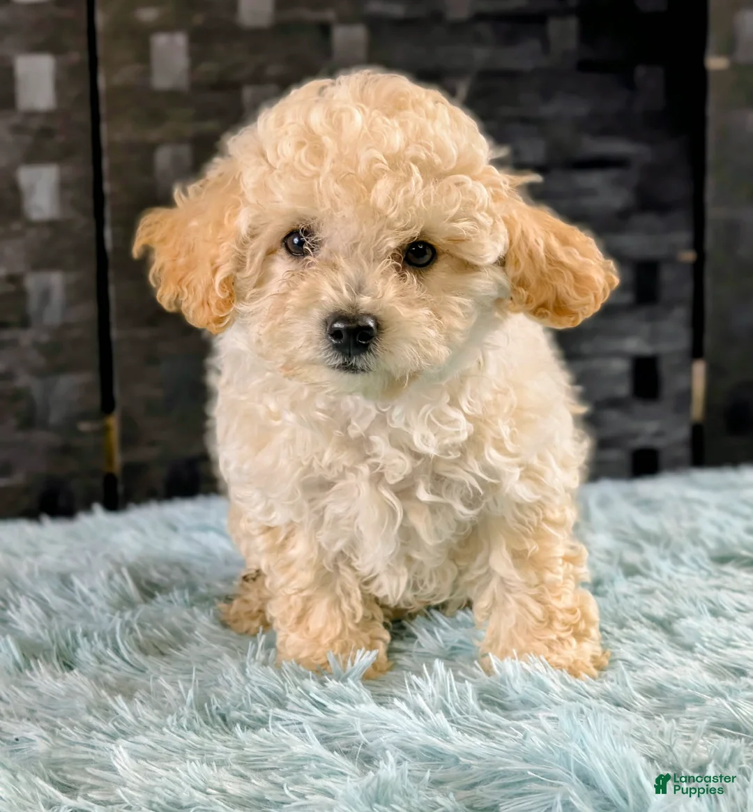 Bichpoo dogs for sale: Mondo - Ad 1