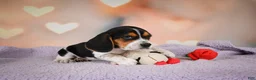 Beagle dogs for sale: OTTO - Ad 3