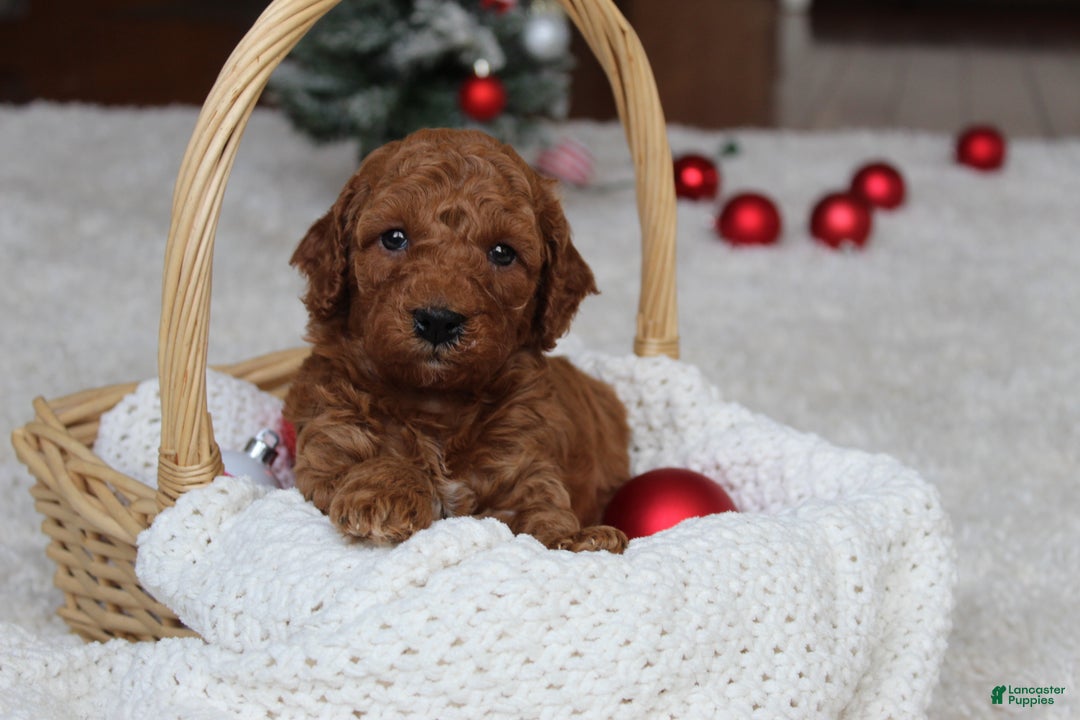 Cavapoochon dogs for sale: Milo - Ad 7