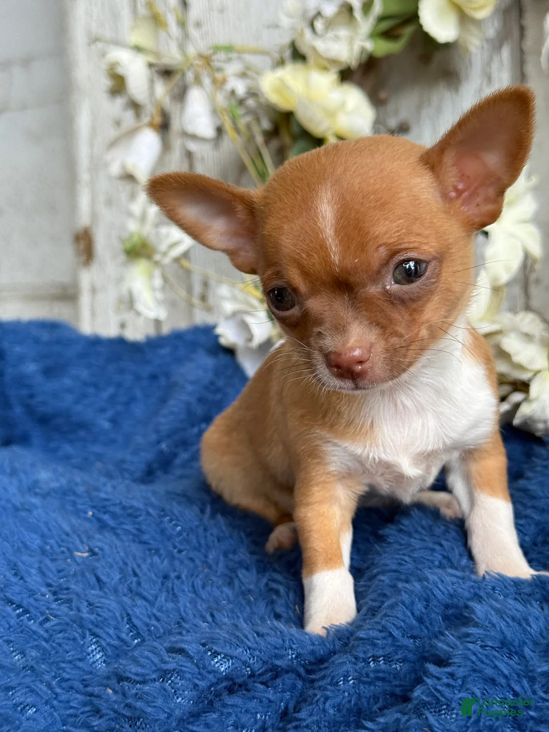 Chihuahua dogs for sale: Rubi - Ad 1