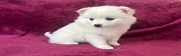 American Eskimo dogs for sale: Casey - Ad 5