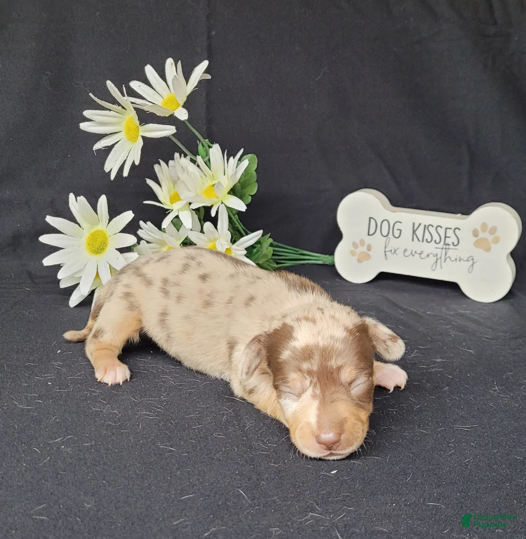Miniature Dachshund dogs for sale: Harper AKC Registered  - Ad 1