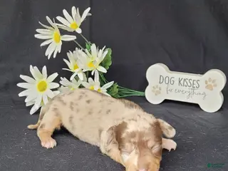 Miniature Dachshund dogs for sale: Harper AKC Registered - Ad 2
