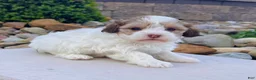 Havapoo dogs for sale: Millie - Ad 2