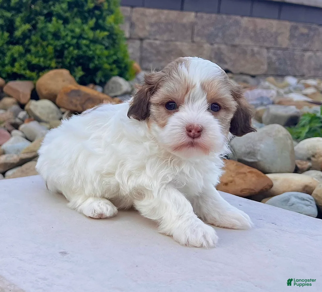 Havapoo dogs for sale: Millie - Ad 2