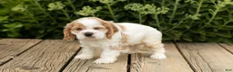 Cocker Spaniel dogs for sale: Patches  - Ad 2