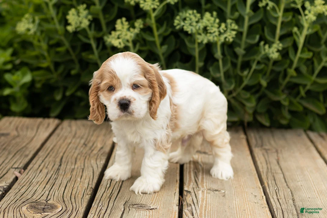 Cocker Spaniel dogs for sale: Patches  - Ad 2