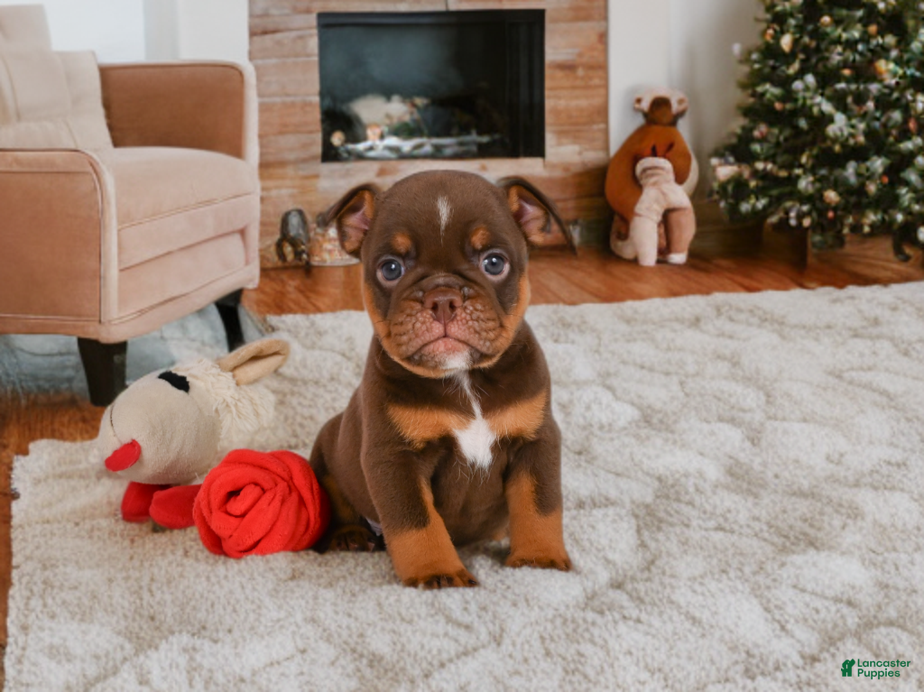 English Bulldog dogs Chloe - Ad 1