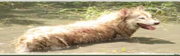Mixed Breed dogs for sale: Mixed Breed 1 - Ad 3