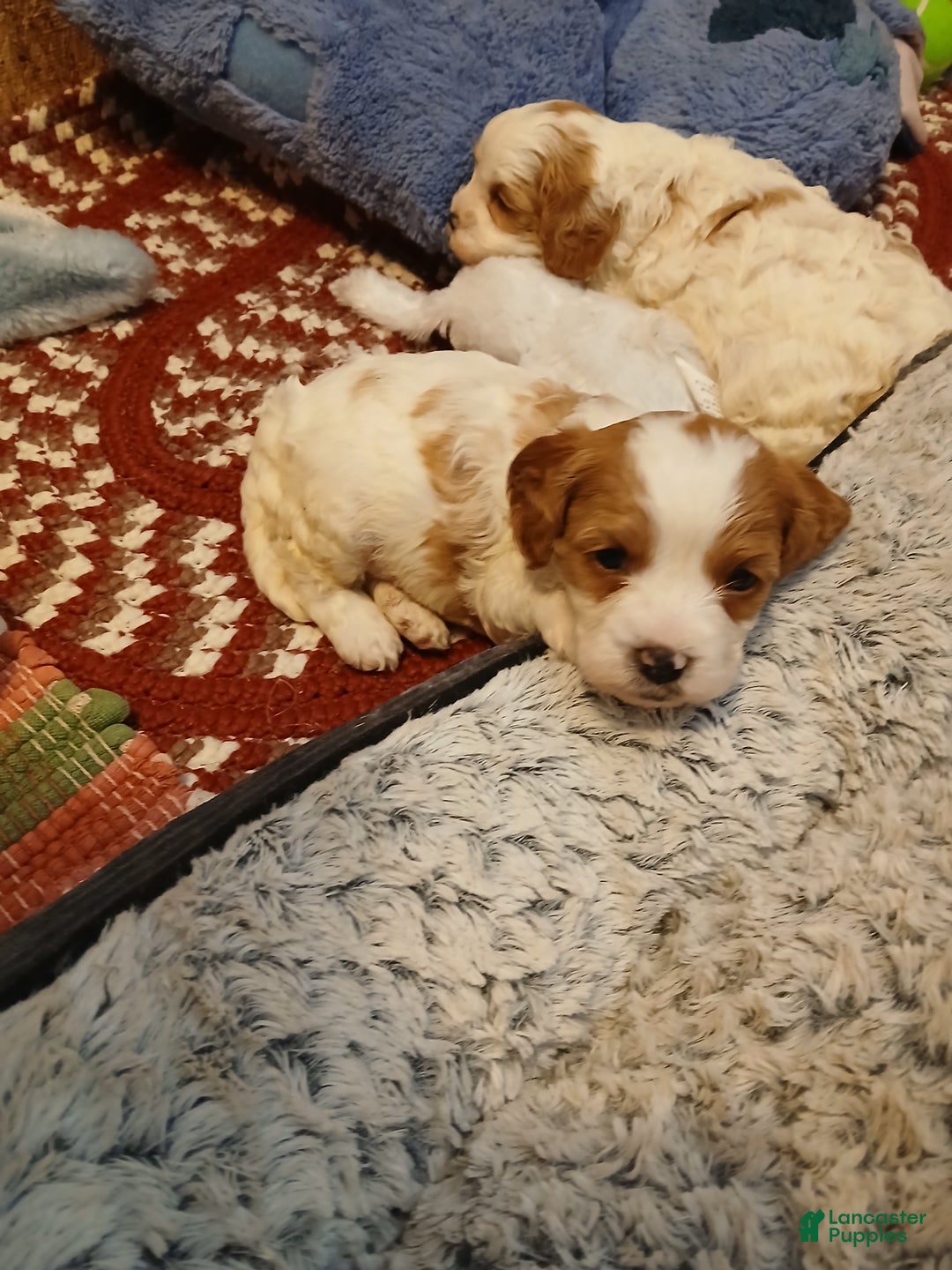 Cavapoo dogs for sale: Rosie - Ad 9