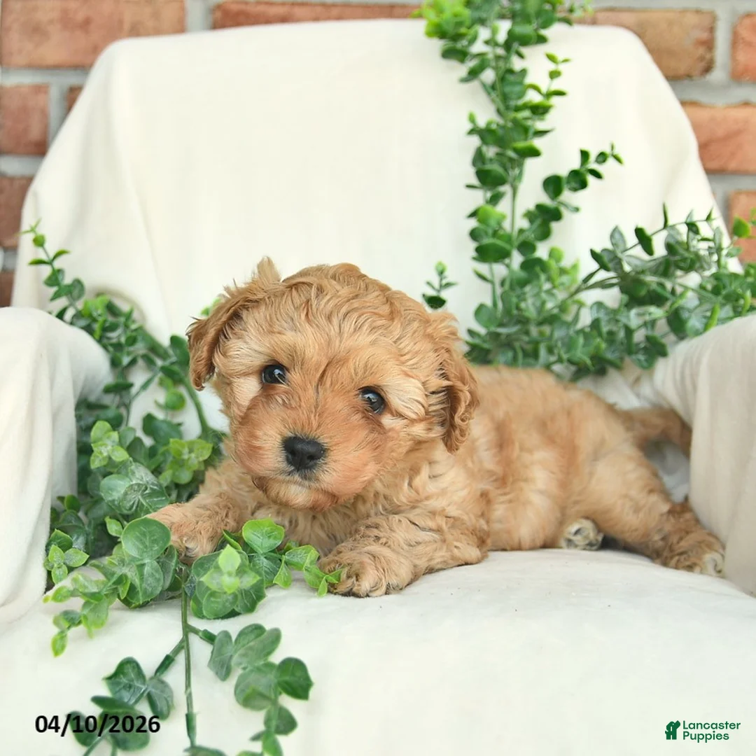 Cavachon dogs for sale: Buster  - Ad 3