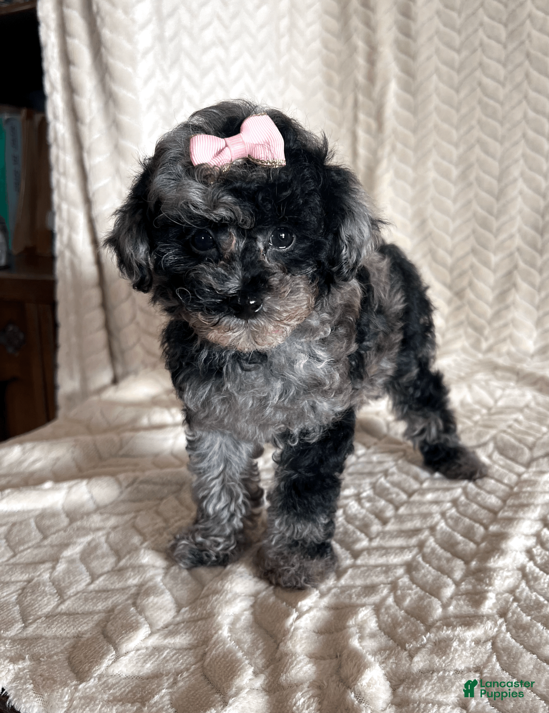 Toy Poodle dogs for sale: Lilly - Ad 8