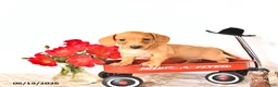Miniature Dachshund dogs for sale: Shawn  - Ad 4