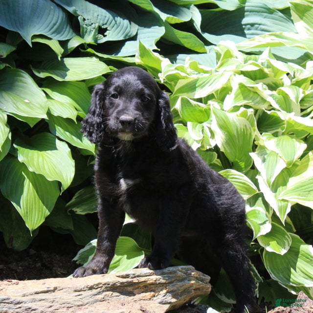 Irish Doodle dogs Bella - Ad 1