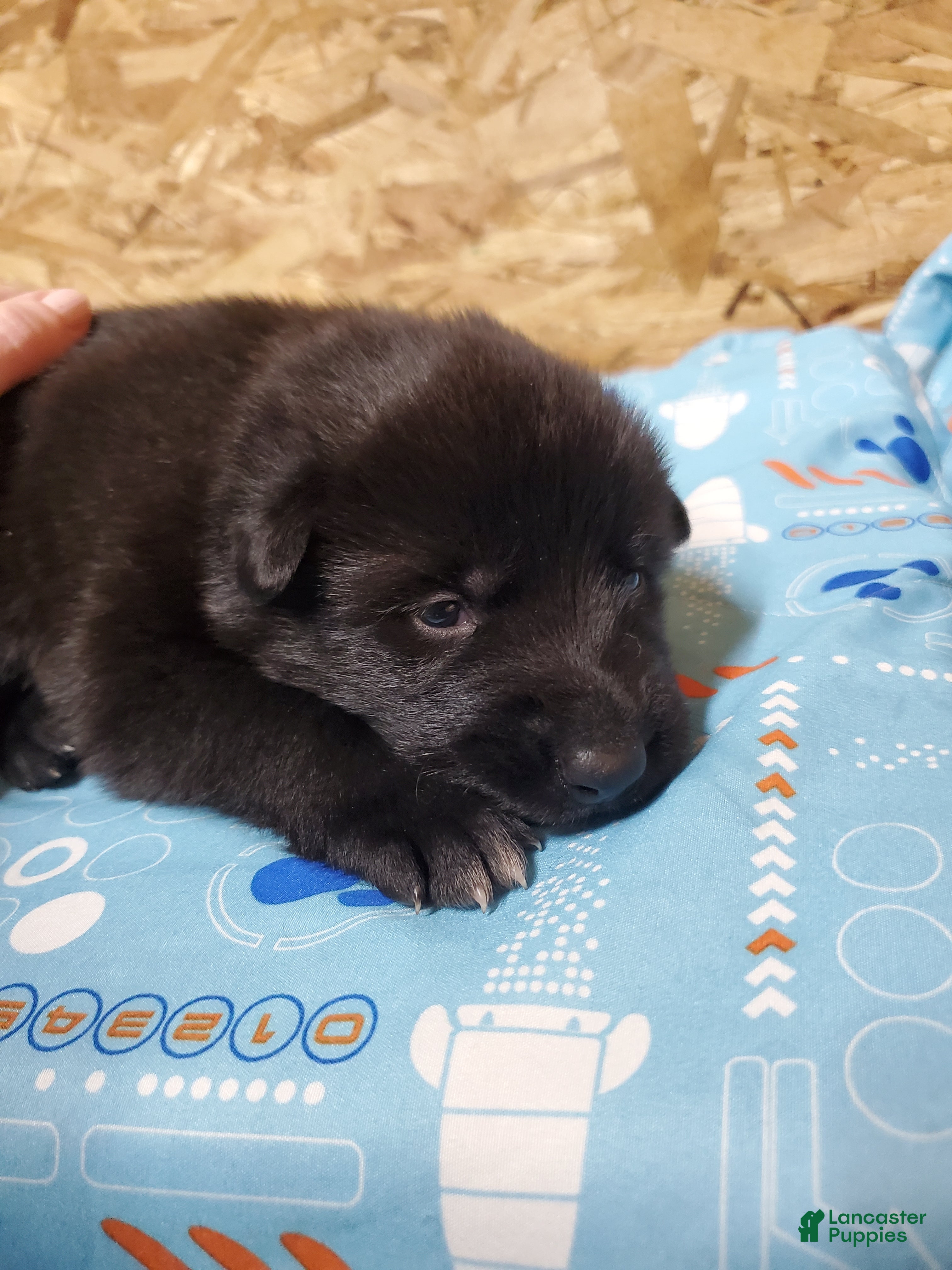 Mixed Breed dogs for sale: Freya - Ad 2
